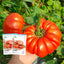 'Beefsteak' Beefmaster Tomato