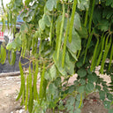 Bauhinia purpurea, 25 Seeds