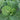 Yuanfeng Leaf Cabbage Hybrid, 100 Seeds
