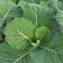 Yuanfeng Leaf Cabbage Hybrid, 100 Seeds