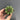 Gymnocalycium anisitsii, 3-4cm