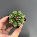 Gymnocalycium anisitsii, 3-4cm