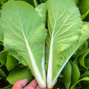 White-Stemmed Bok Choy Seeds, 10g