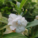 White Garden Balsam Double Flower Seeds, 100 Seeds