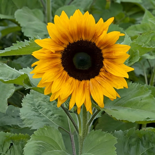 Copper Queen Sunflower, 10 Seeds