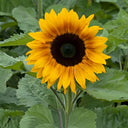 Copper Queen Sunflower, 10 Seeds