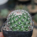 Mammillaria tayloriorum, 3-4cm