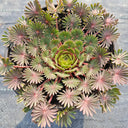 Oxalis palmifrons Series Bulbs, 3 Bulbs