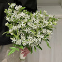 White Tweedia Seeds, 50 Seeds