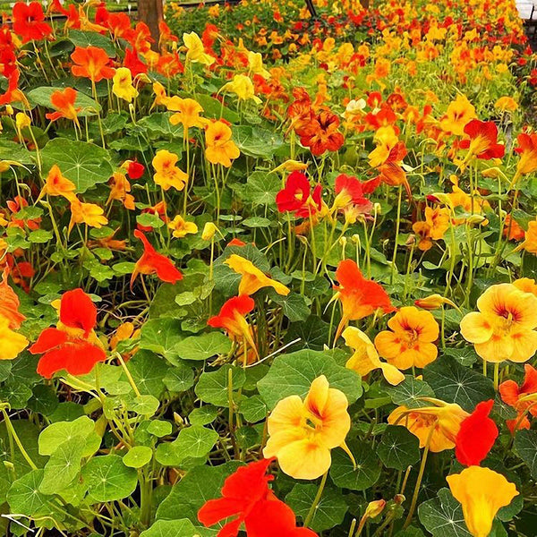 Aurora Nasturtium Mix Seeds, 50 Seeds