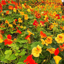 Aurora Nasturtium Mix Seeds, 50 Seeds