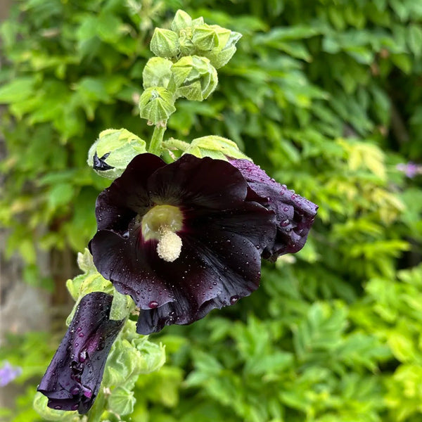 Single Midnight Black Hollyhock, 100 Seeds