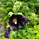 Single Midnight Black Hollyhock, 100 Seeds