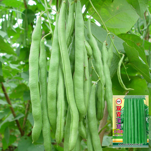 'Shuangqing Yudou' Snap Bean Seeds, 25g