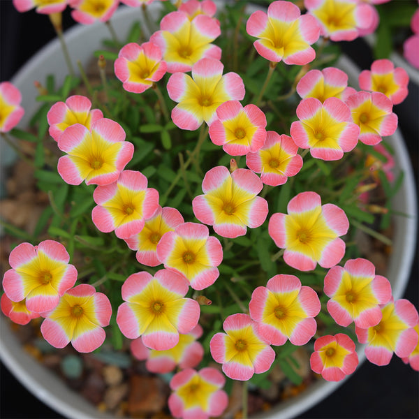 Oxalis Candy Box Series - 'Waxberry', 1 Bulb