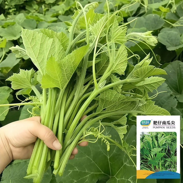 Feizai Pumpkin Shoot Seeds, 20g