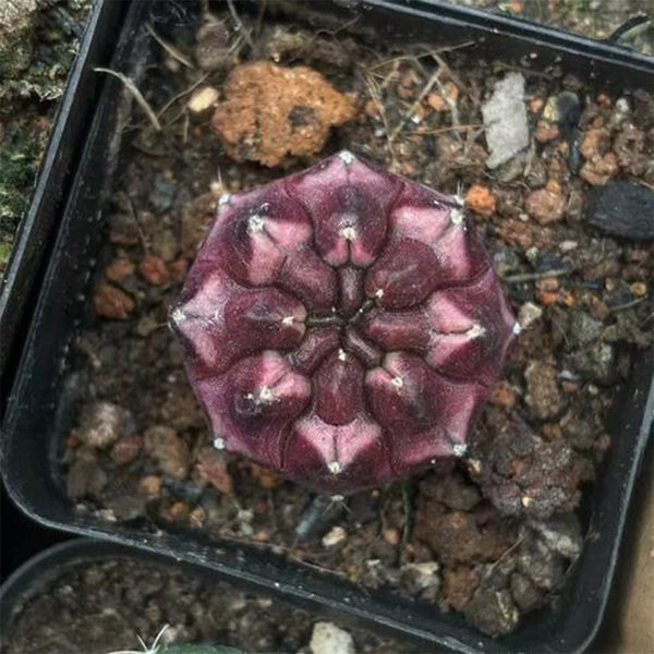 Gymnocalycium mihanovichii 'Day Dream', 2.5cm