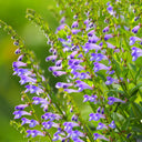 Barbed Skullcap Seeds