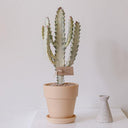 Euphorbia lactea 'White Ghost', 12-18cm