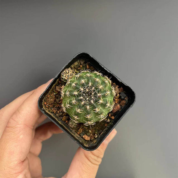 Lobivia famatimensis, 3-4cm
