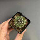 Lobivia famatimensis, 3-4cm
