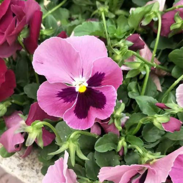 Hezhichun Pansy 'Cat Face', 30 Seeds