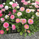Bellis perennis 'Pomponette', 100 Seeds
