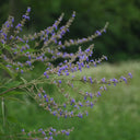 Chinese Chaste Tree Seeds, 100 Seeds