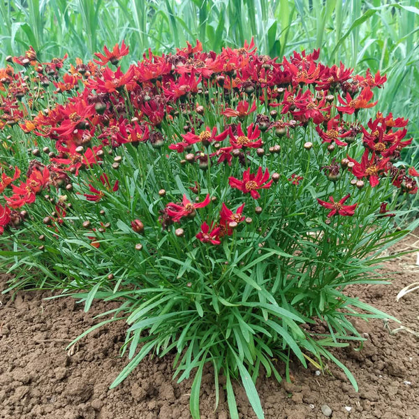 Red Plains Coreopsis Seeds, 1g