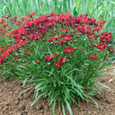 Red Plains Coreopsis Seeds, 1g