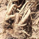 Hemsley's Hogweed Seeds, 100 Seeds