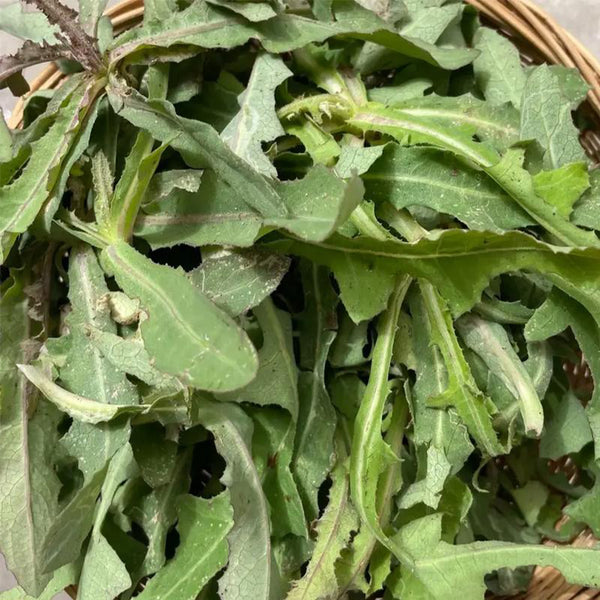 Jiliqingfeng Wild Qumai Chicory Seeds, 2g