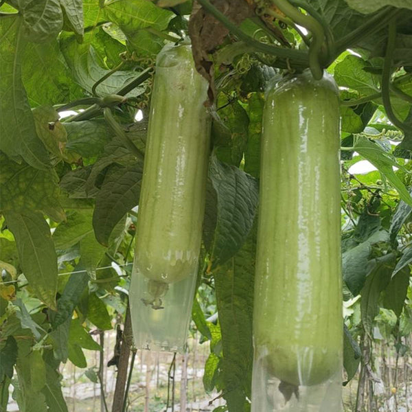 'Xiangyubai' Luffa Seeds, 10g