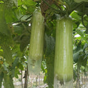 'Xiangyubai' Luffa Seeds, 10g