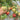 816 Bulgarian Mountain Cap Tomato, 5 Seeds