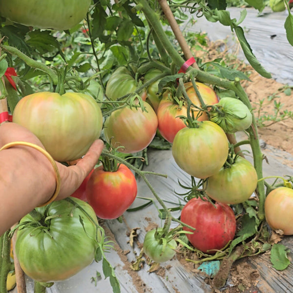 816 Bulgarian Mountain Cap Tomato, 5 Seeds