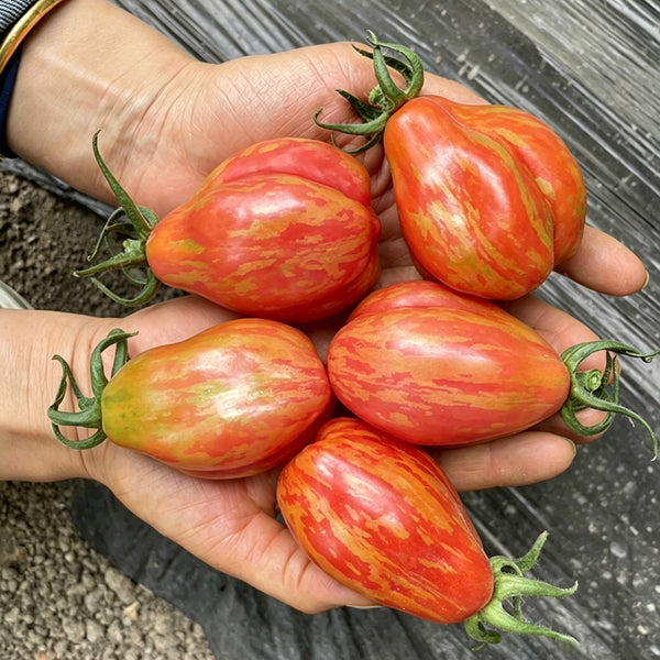 Red Pear Tomato, 100 Seeds
