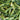 'Yanbai No.7' Long Green-and-white Cucumber Hybrid Seeds, 1g