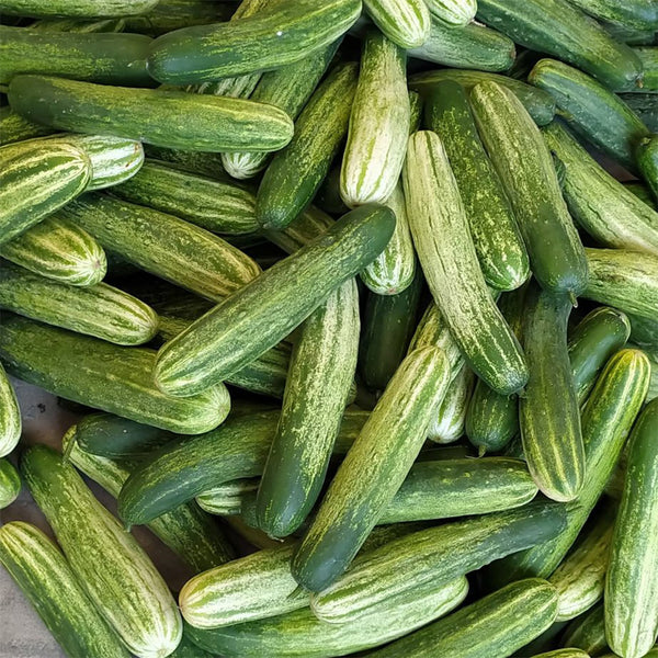 'Yanbai No.7' Long Green-and-white Cucumber Hybrid Seeds, 1g