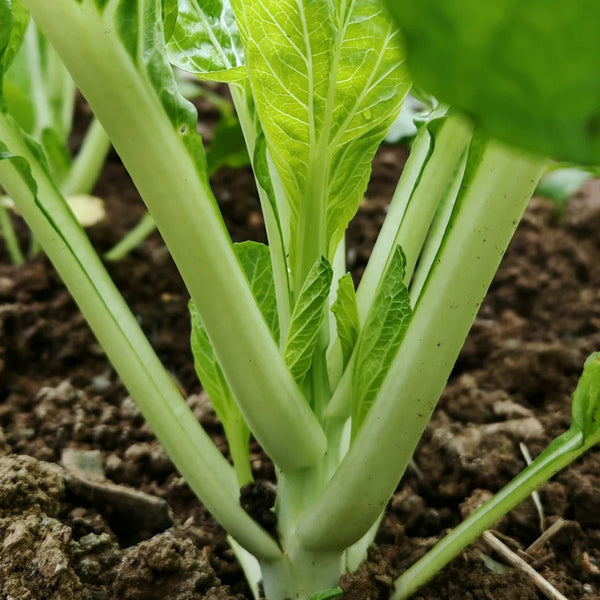 Jiemei Pak Choi Flowering Stem Seeds, 10g