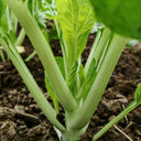 Jiemei Pak Choi Flowering Stem Seeds, 10g