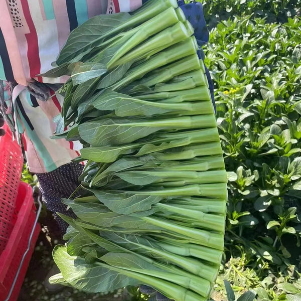 Meiqi No.3 Sweet Choy Sum Seeds, 10g