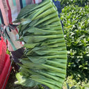 Meiqi No.3 Sweet Choy Sum Seeds, 10g