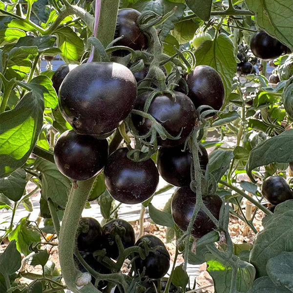 Obsidian Tomato, 20-30 Seeds