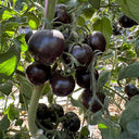 Obsidian Tomato, 20-30 Seeds