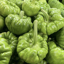 Qihe Agriculture Jiangbing Pumpkin, 50 Seeds