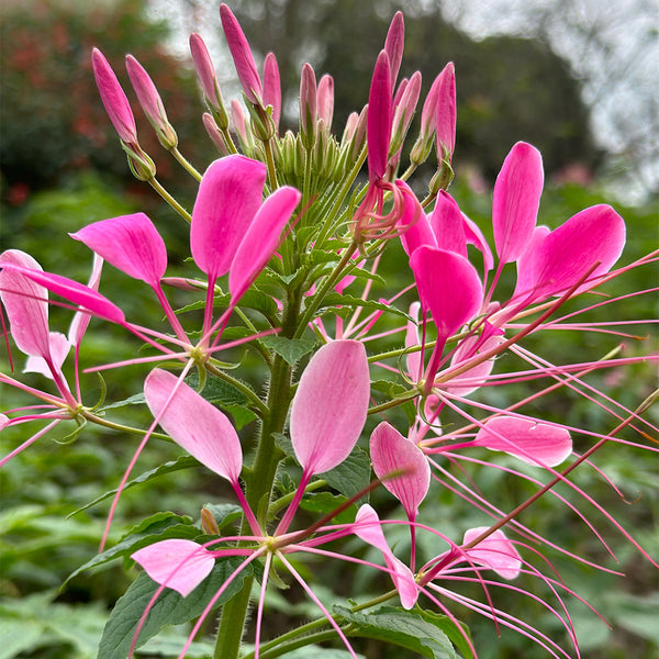 Pink Spider Flower Seeds, 200 Seeds