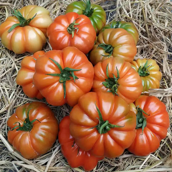 'Dongfanghong' Tomato Seeds, 10 Seeds