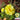 Hezhichun Yellow Moss-Rose Purslane Seeds, 1g