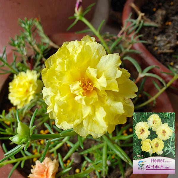 Hezhichun Yellow Moss-Rose Purslane Seeds, 1g